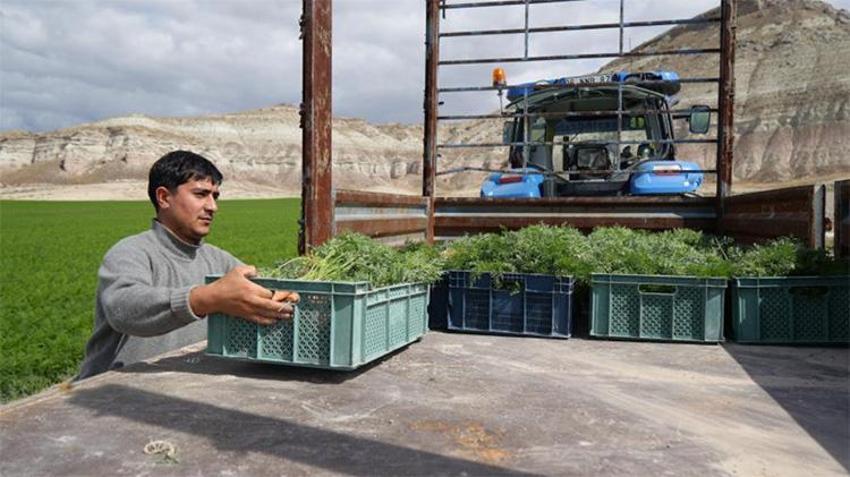 Dünyanın en zengin beta-karoten kaynağı Beypazarı’nda yetişiyor! Restoranların ve gurmelerin yeni gözdesi!