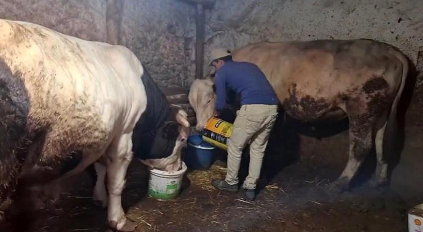 Eskişehir'de rekortmen iki dana: Rekorlar kitabına başvuracaklar