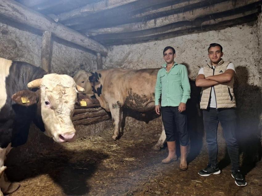 Eskişehir'de rekortmen iki dana: Rekorlar kitabına başvuracaklar
