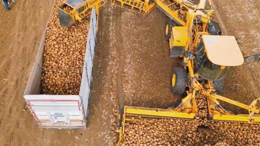 Tekirdağ toprağından rekor çıktı: Tarlada dekar başına tam 10 ton!