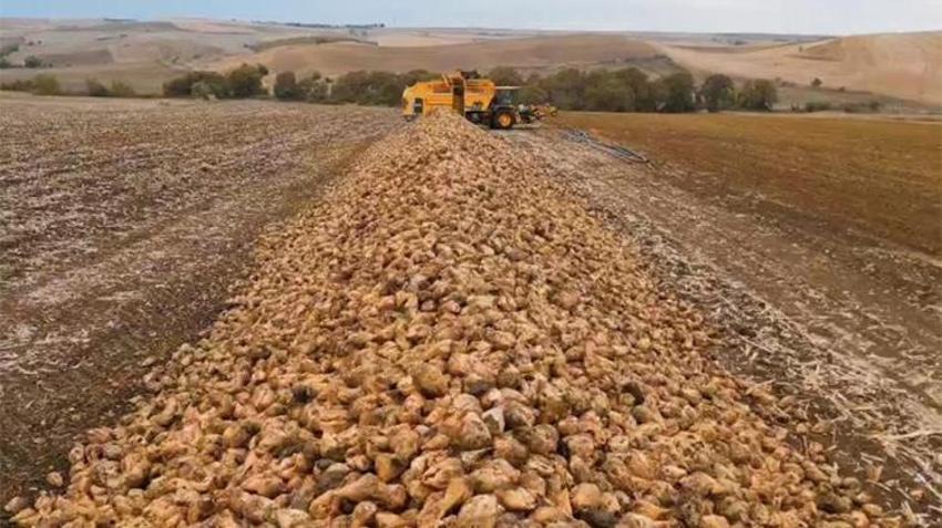 Tekirdağ toprağından rekor çıktı: Tarlada dekar başına tam 10 ton!