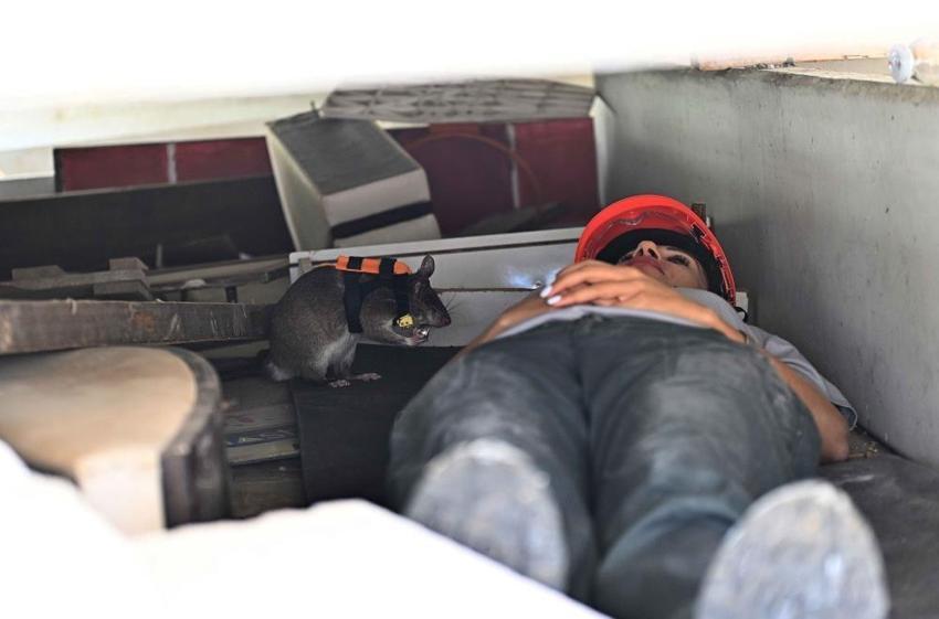 Antalya’da “kahraman fareler” göreve hazırlanıyor! Enkazda kazazedeyi buldular