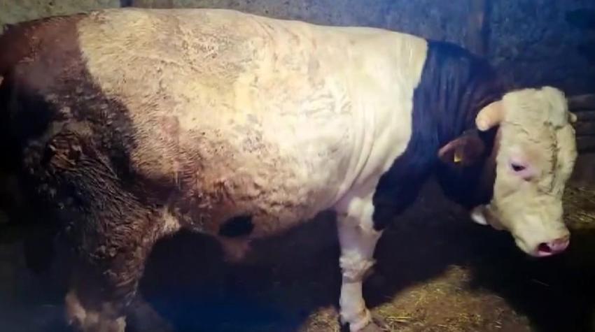 Görenler gözlerine inanamadı! Eskişehir’de 1 ton 750 kiloluk dana: Guinness’e başvuracaklar