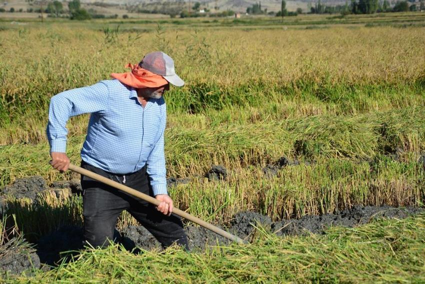 Kızılırmak'ın suyu bu lezzete can veriyor: Hava şartları geciktirdi, çeltik hasadında rekor beklenti!