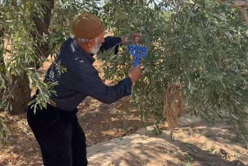 Gaziantep'te her gün suyu değiştiriliyor! 2 hafta sonra yemeye hazır hale geliyor