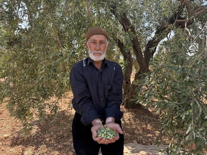 Gaziantep'te her gün suyu değiştiriliyor! 2 hafta sonra yemeye hazır hale geliyor