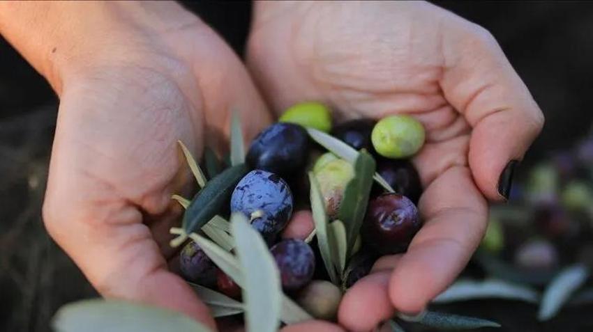 Zeytin hasadı öncesi yevmiye ücretleri netleşti: Bu yıl tarlaya inen bu kadar kazanacak