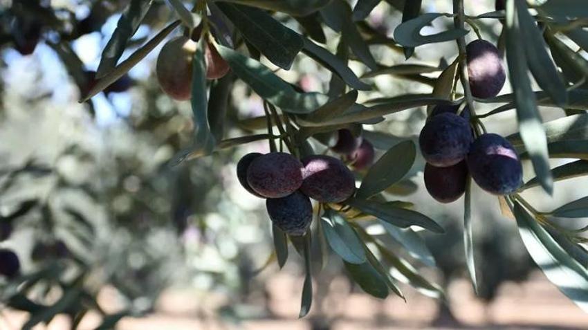 Zeytin hasadı öncesi yevmiye ücretleri netleşti: Bu yıl tarlaya inen bu kadar kazanacak