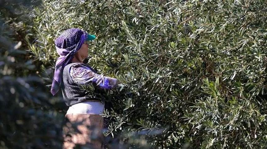 Zeytin hasadı öncesi yevmiye ücretleri netleşti: Bu yıl tarlaya inen bu kadar kazanacak