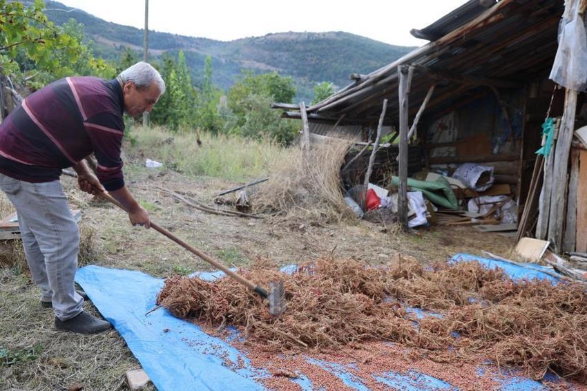 Salkımından çekirdeğine kadar kapış kapış gidiyor: Kilosu 800-900 TL