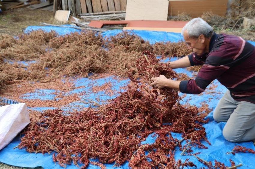 Salkımından çekirdeğine kadar kapış kapış gidiyor: Kilosu 800-900 TL