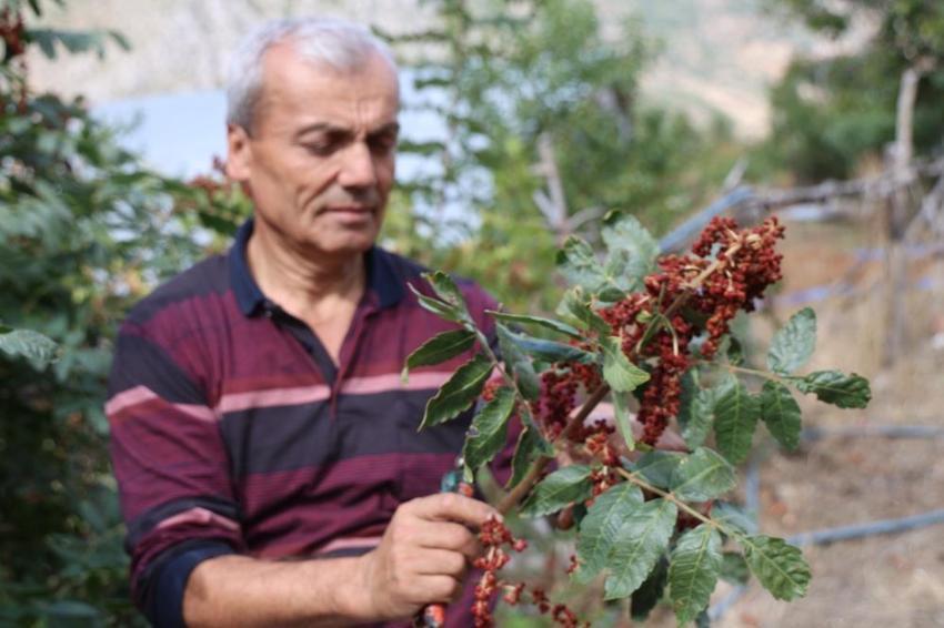 Salkımından çekirdeğine kadar kapış kapış gidiyor: Kilosu 800-900 TL
