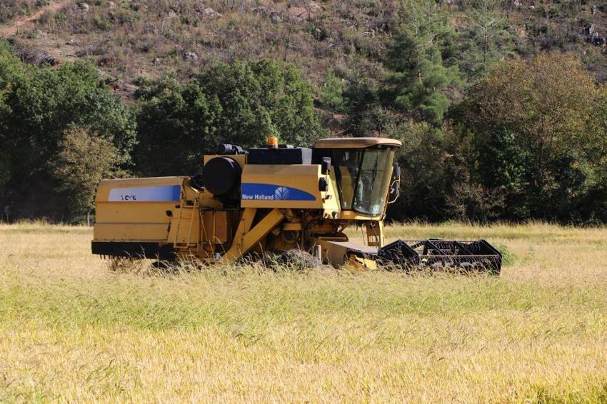 Hasat başladı ama üretici bekliyor! Dönüm başına 100 kilo düşüş yaşandı