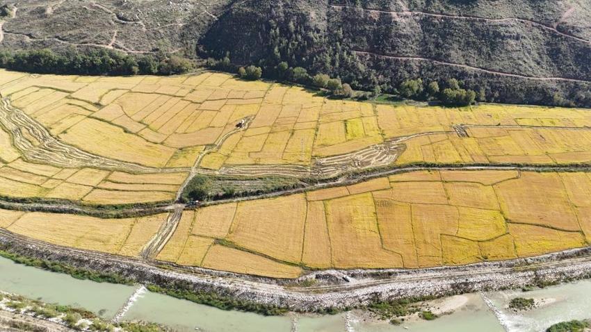 Hasat başladı ama üretici bekliyor! Dönüm başına 100 kilo düşüş yaşandı