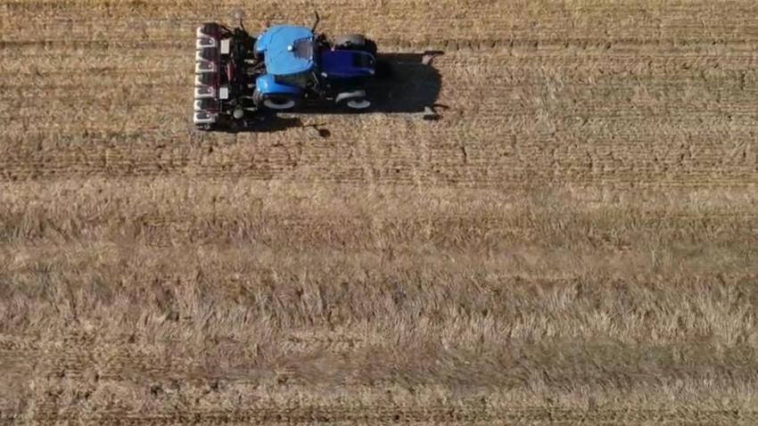 Tekirdağ'da 'sarı gelin' sezonu başladı: Çiftçiler verimliliği artıran yeni ekim teknikleri ile rekor verim aldı