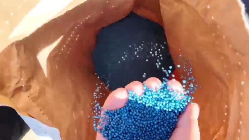 Tekirdağ'da 'sarı gelin' sezonu başladı: Çiftçiler verimliliği artıran yeni ekim teknikleri ile rekor verim aldı