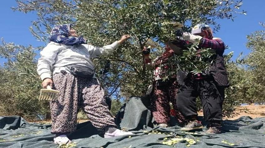 Manisa'da üreticiler bahçelere indi! Coğrafi işaretli ürün toplanıyor