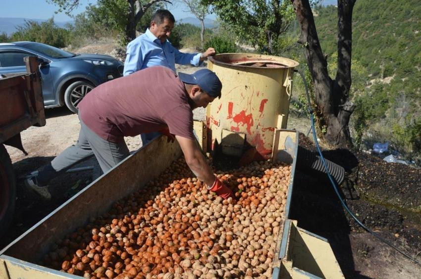 Geçen yıl don vurmuştu, bu yıl rekor geliyor! Tescilli beyaz altında 2 bin tonluk üretim beklentisi