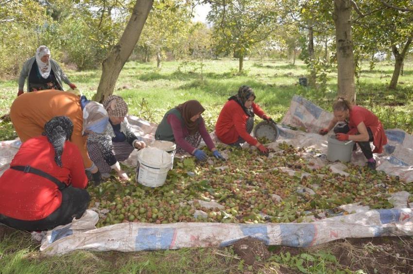 Geçen yıl don vurmuştu, bu yıl rekor geliyor! Tescilli beyaz altında 2 bin tonluk üretim beklentisi