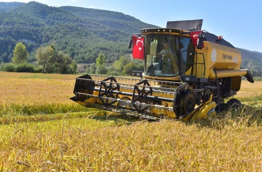 Ilgaz’ın kar sularıyla yetişiyor! Türkiye’nin dört bir yanına gönderiliyor: Kilosu 250 TL’den satılıyor