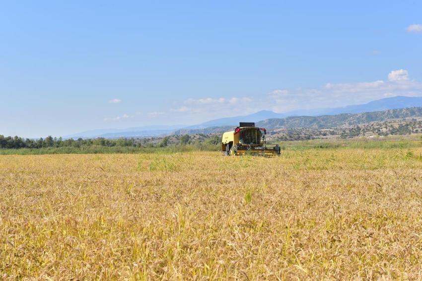 Ilgaz’ın kar sularıyla yetişiyor! Türkiye’nin dört bir yanına gönderiliyor: Kilosu 250 TL’den satılıyor