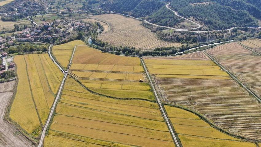 Ilgaz’ın kar sularıyla yetişiyor! Türkiye’nin dört bir yanına gönderiliyor: Kilosu 250 TL’den satılıyor