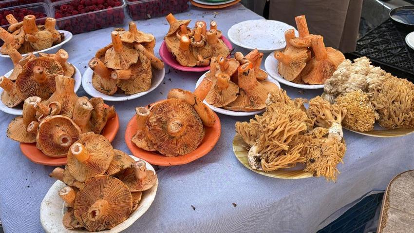 Kilosu 600 liraya satılan kanlıca mantarı vatandaşlardan yoğun ilgi görüyor