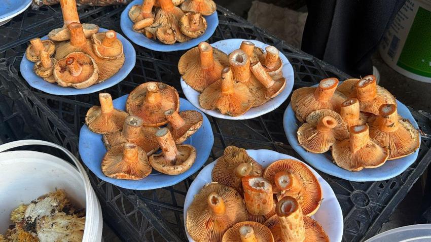 Kilosu 600 liraya satılan kanlıca mantarı vatandaşlardan yoğun ilgi görüyor