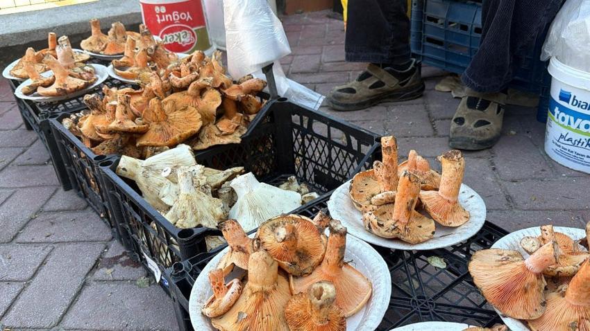 Kilosu 600 liraya satılan kanlıca mantarı vatandaşlardan yoğun ilgi görüyor