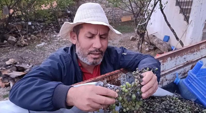 Üzüm bağlarını sam hastalığı vurdu, mağdur olan üreticiler yetkililerden teknik destek bekliyor