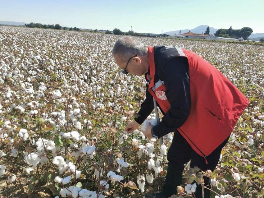 En önemli pamuk üretim merkezlerinden Saruhanlı'da pamuk hasat sezonu başladı