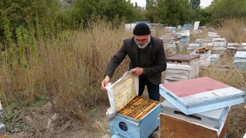 Ezber bozan hasat gerçekleşti! İlaçsız arıcılığın şifresi kenevirde bulundu
