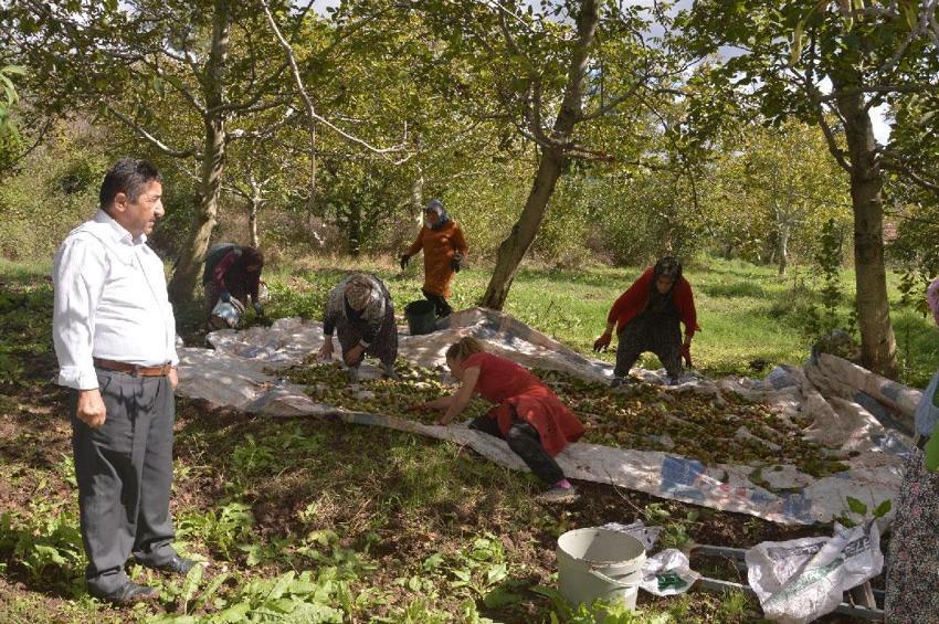 Tokat'ın coğrafi işaretli 'beyaz altını'nda hasat başladı