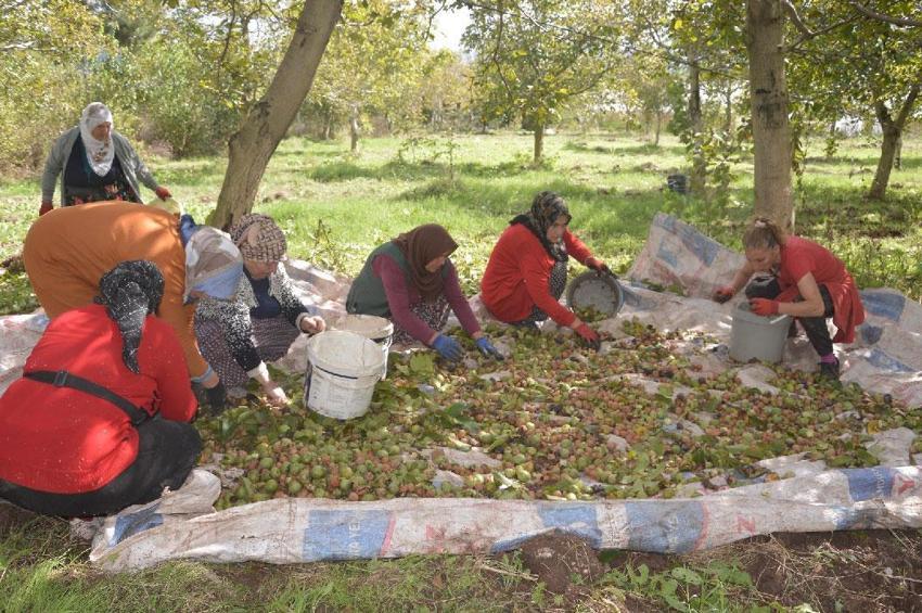 Tokat'ın coğrafi işaretli 'beyaz altını'nda hasat başladı