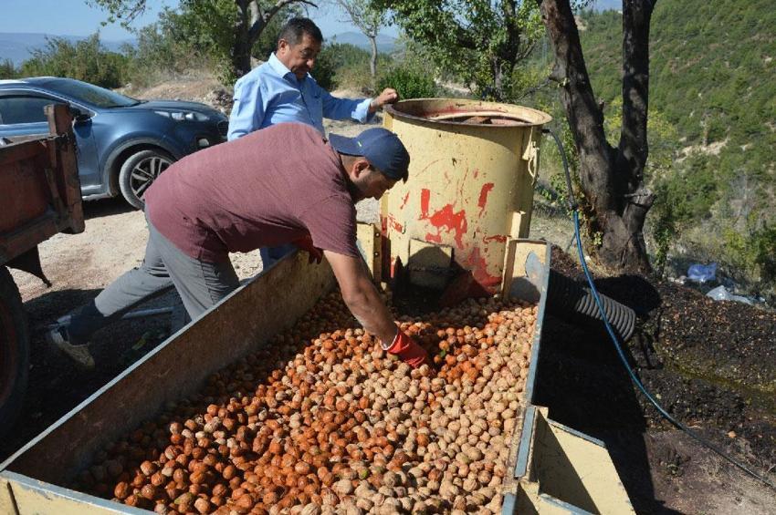 Tokat'ın coğrafi işaretli 'beyaz altını'nda hasat başladı