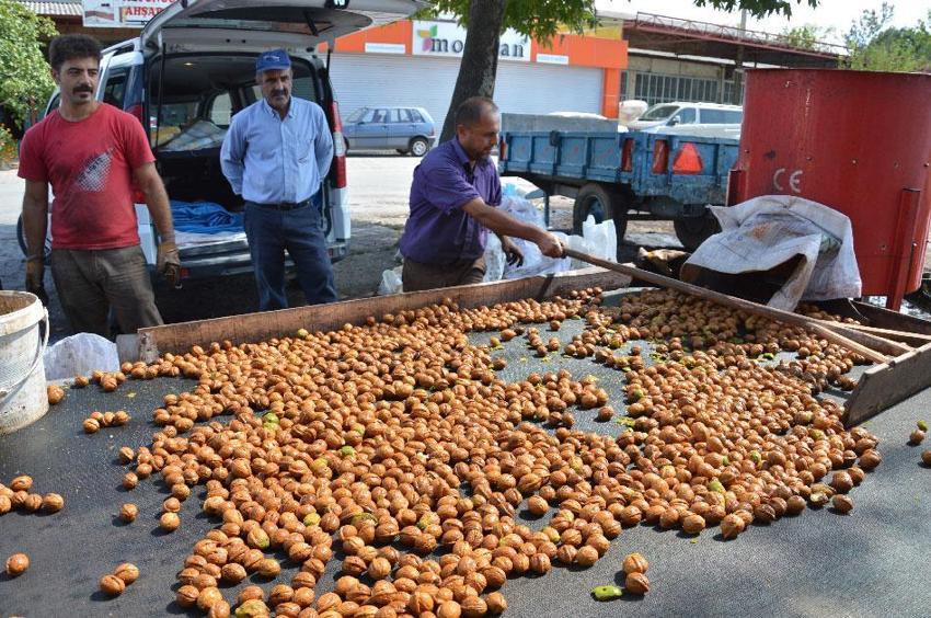 Tokat'ın coğrafi işaretli 'beyaz altını'nda hasat başladı