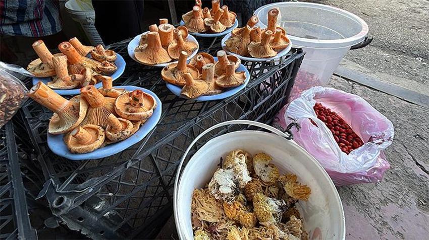 Sabah namazında ormana girip bedava kova kova topluyorlar! Pazarda kilosunu 600 liradan satıyorlar