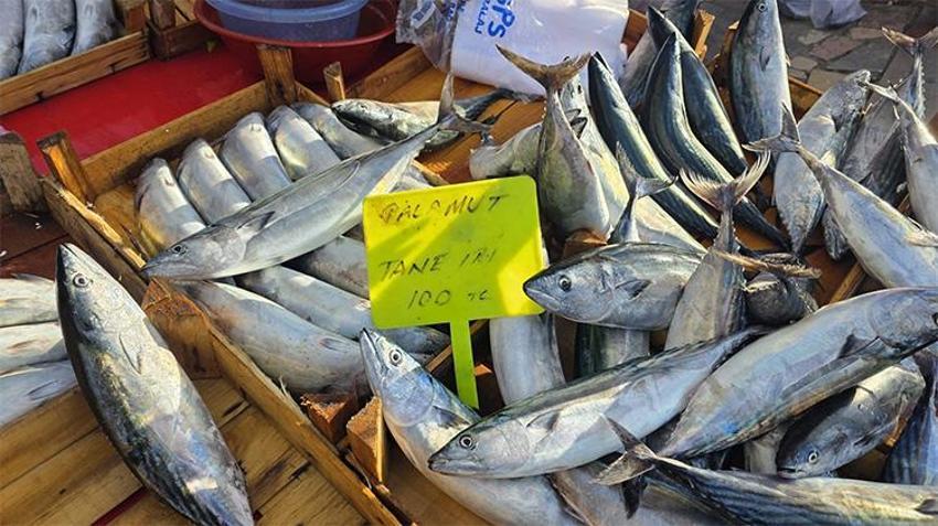 Palamut fiyatları dibi gördü! Vatandaş tezgahlara akın etti