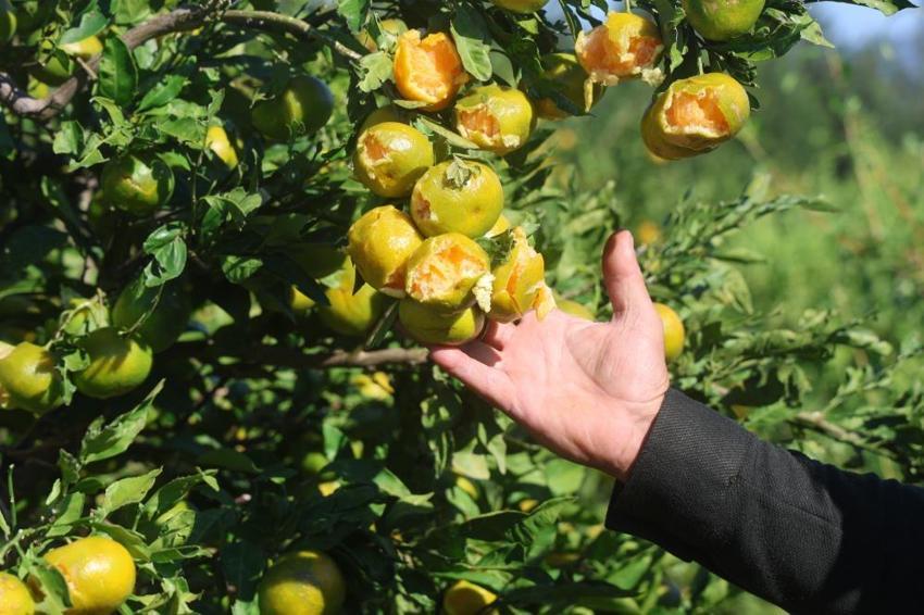 Hatay’da hasat öncesi büyük zarar! Ağaçlarda tek sağlam meyve kalmadı