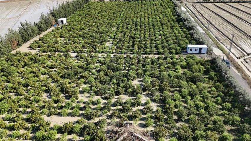 Hatay’da hasat öncesi büyük zarar! Ağaçlarda tek sağlam meyve kalmadı