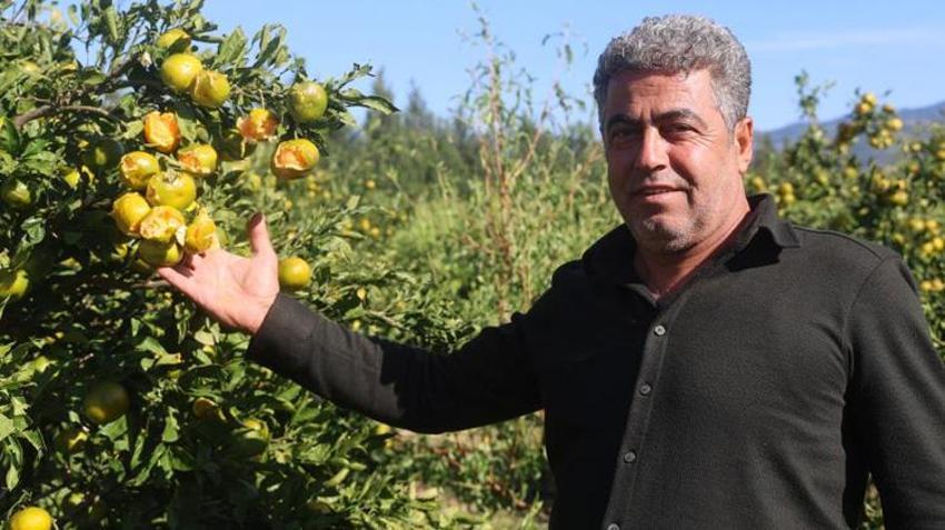 Hatay’da hasat öncesi büyük zarar! Ağaçlarda tek sağlam meyve kalmadı