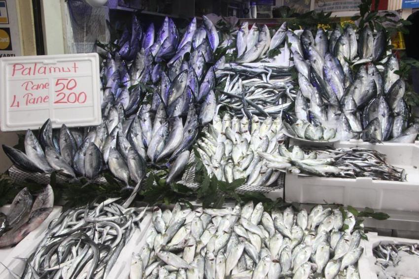 Karadeniz'de palamut bolluğu: Fiyatlar yarı yarıya düştü, tanesi 50 TL'den kapış kapış gidiyor!