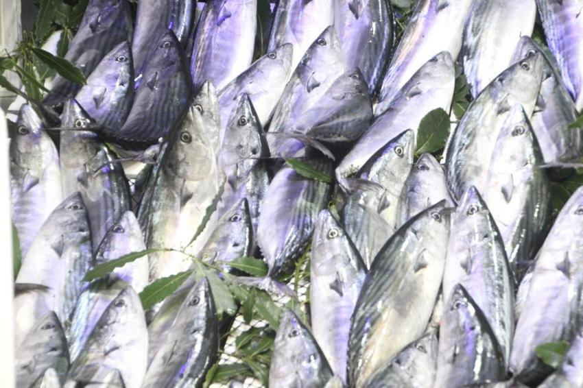 Karadeniz'de palamut bolluğu: Fiyatlar yarı yarıya düştü, tanesi 50 TL'den kapış kapış gidiyor!