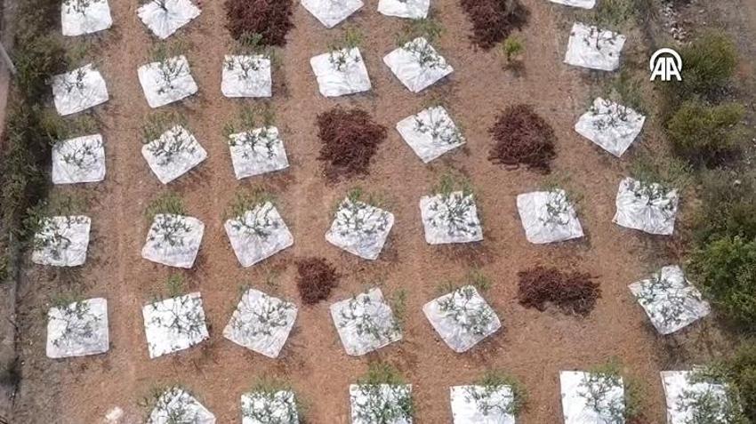 Muğla’da 11 yıl sonra ilk ürünü aldılar: Altın damlayan ağaç hasat verdi: Üreticinin yeni gelir kapısı oldu