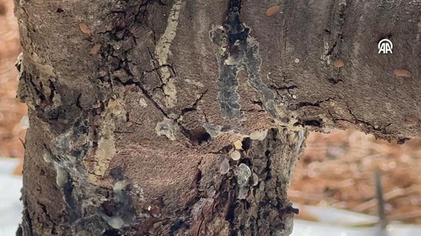 Muğla’da 11 yıl sonra ilk ürünü aldılar: Altın damlayan ağaç hasat verdi: Üreticinin yeni gelir kapısı oldu