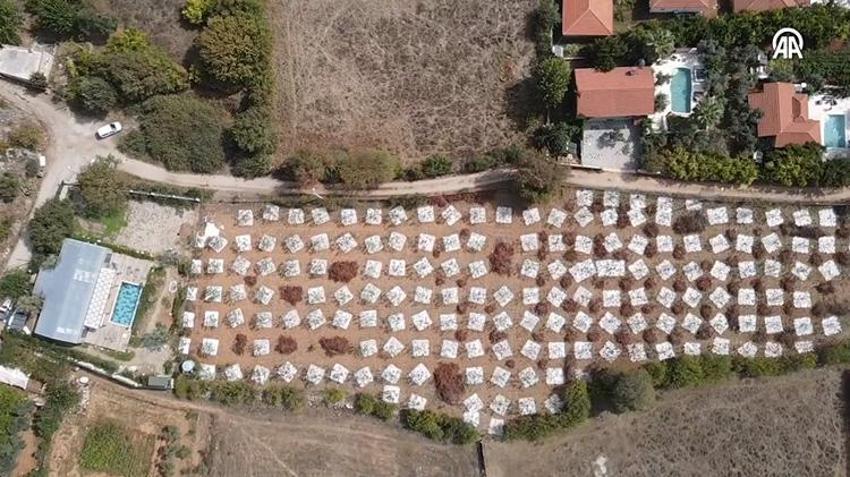 Muğla’da 11 yıl sonra ilk ürünü aldılar: Altın damlayan ağaç hasat verdi: Üreticinin yeni gelir kapısı oldu