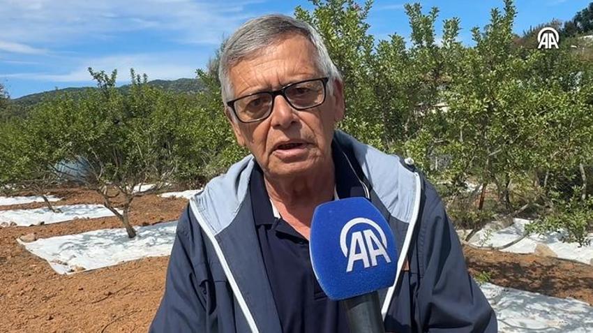Muğla’da 11 yıl sonra ilk ürünü aldılar: Altın damlayan ağaç hasat verdi: Üreticinin yeni gelir kapısı oldu