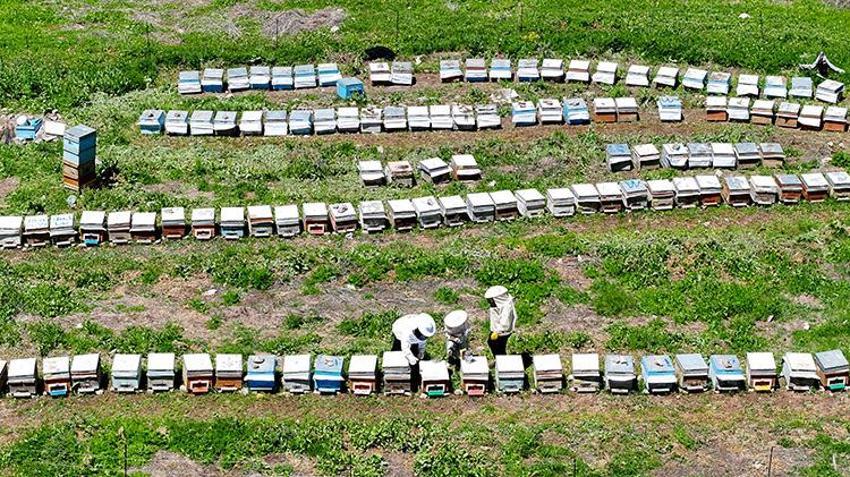 Şehir hayatını bırakıp köyünde devlet desteği ile üretime başladı, şimdi Avrupa'ya ihracat yapıyor: Hasat başlamadan sipariş almaya başlıyor!