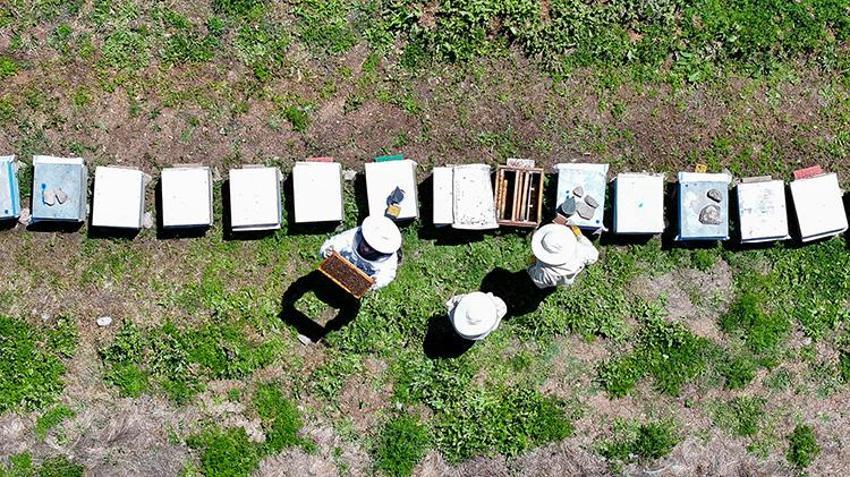 Şehir hayatını bırakıp köyünde devlet desteği ile üretime başladı, şimdi Avrupa'ya ihracat yapıyor: Hasat başlamadan sipariş almaya başlıyor!