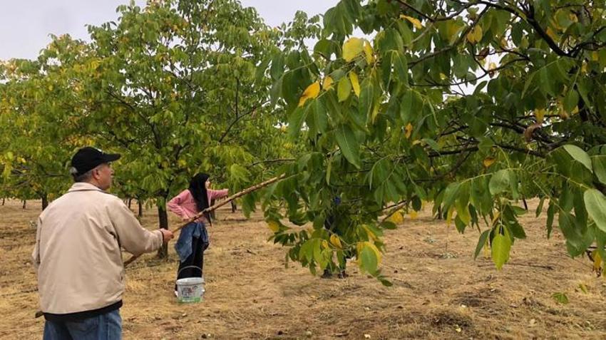 Bingöl'de 12 yıl sonra ilk büyük hasat! Tek tek toplanıyor: 6 ton rekolte bekleniyor